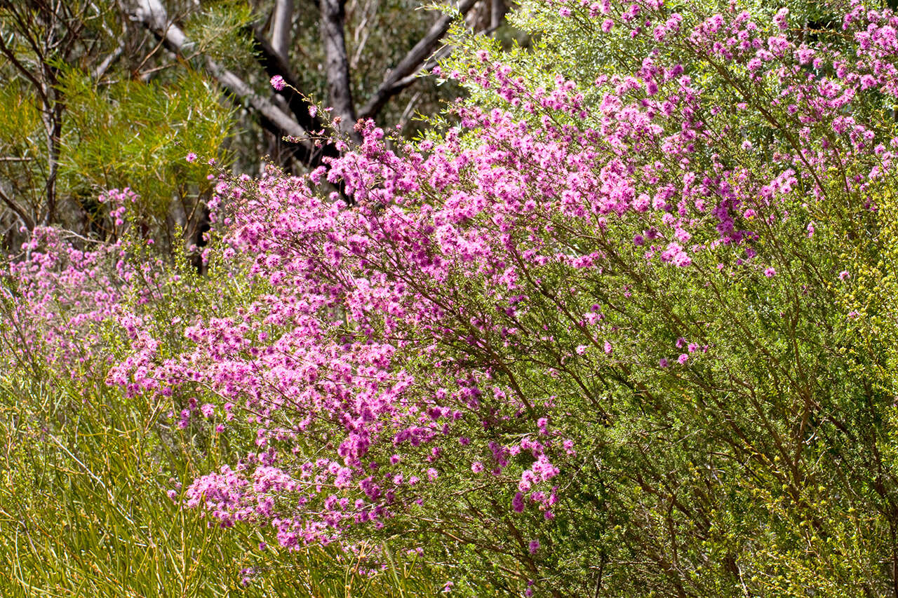 Imagem de Kunzea obovata N. B. Byrnes