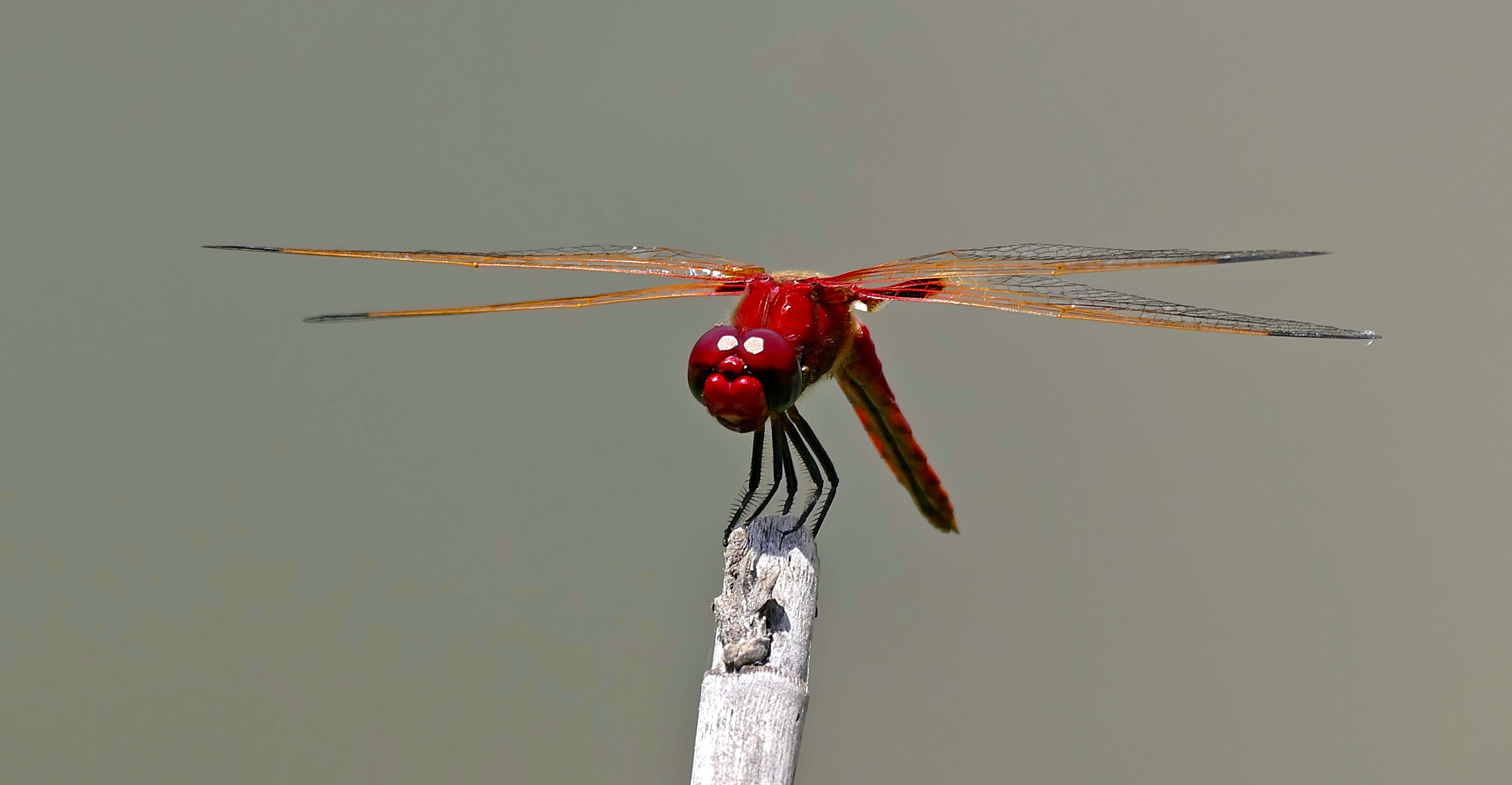 Imagem de Urothemis assignata (Selys 1872)