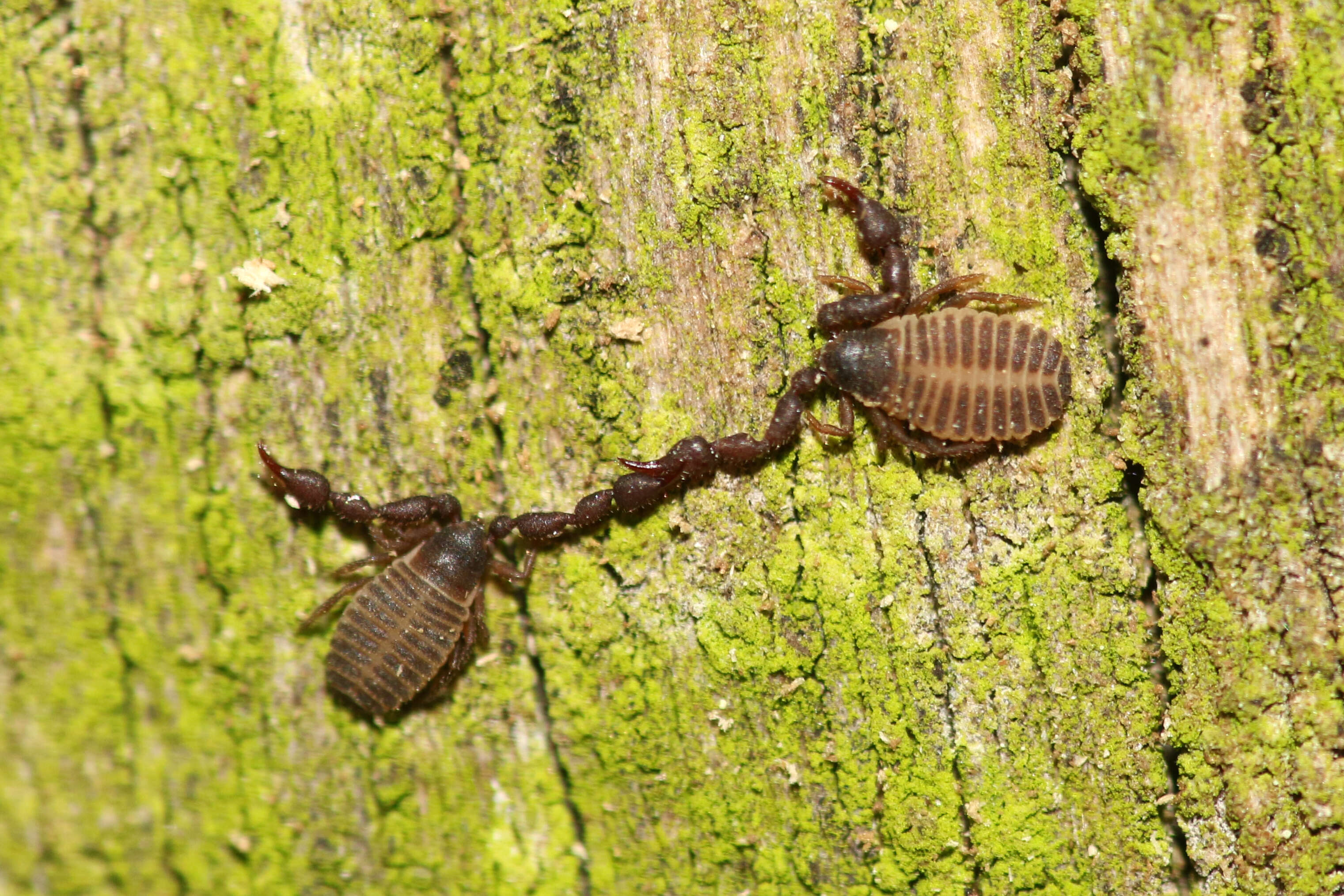 Image of pseudoscorpions