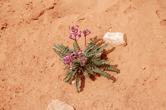 Image of Woolly Locoweed