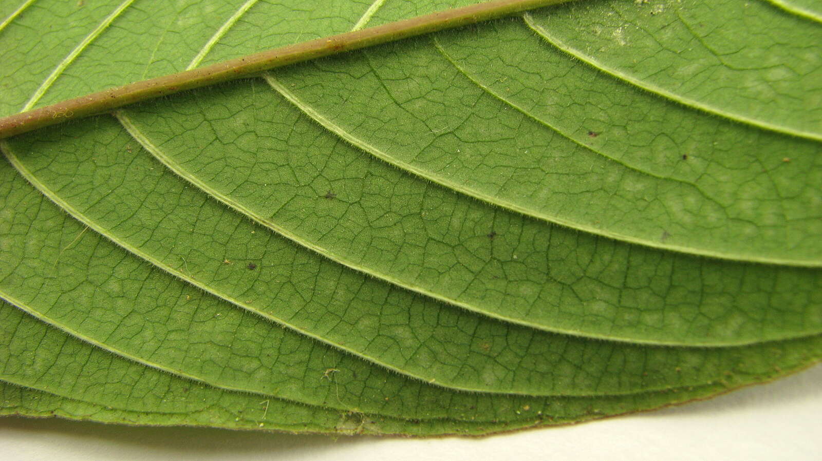 Image of Palicourea bracteocardia (DC.) Delprete & J. H. Kirkbr.