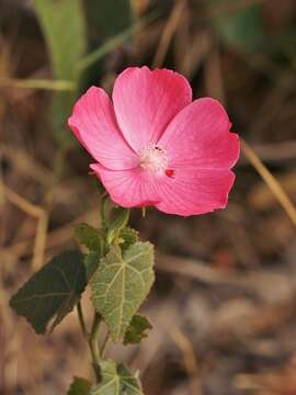 Image of Pavonia rosa-campestris A. St.-Hil.