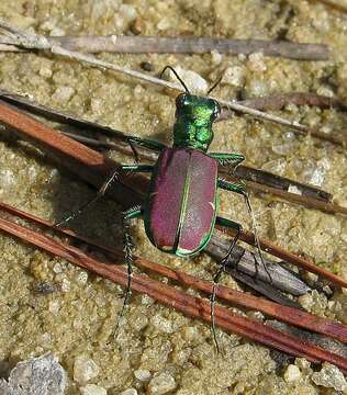 Image of Cicindela (Cicindela) splendida Hentz 1830