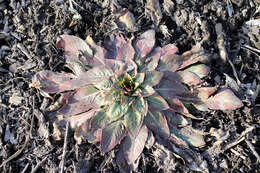 Image of Hooker's evening primrose