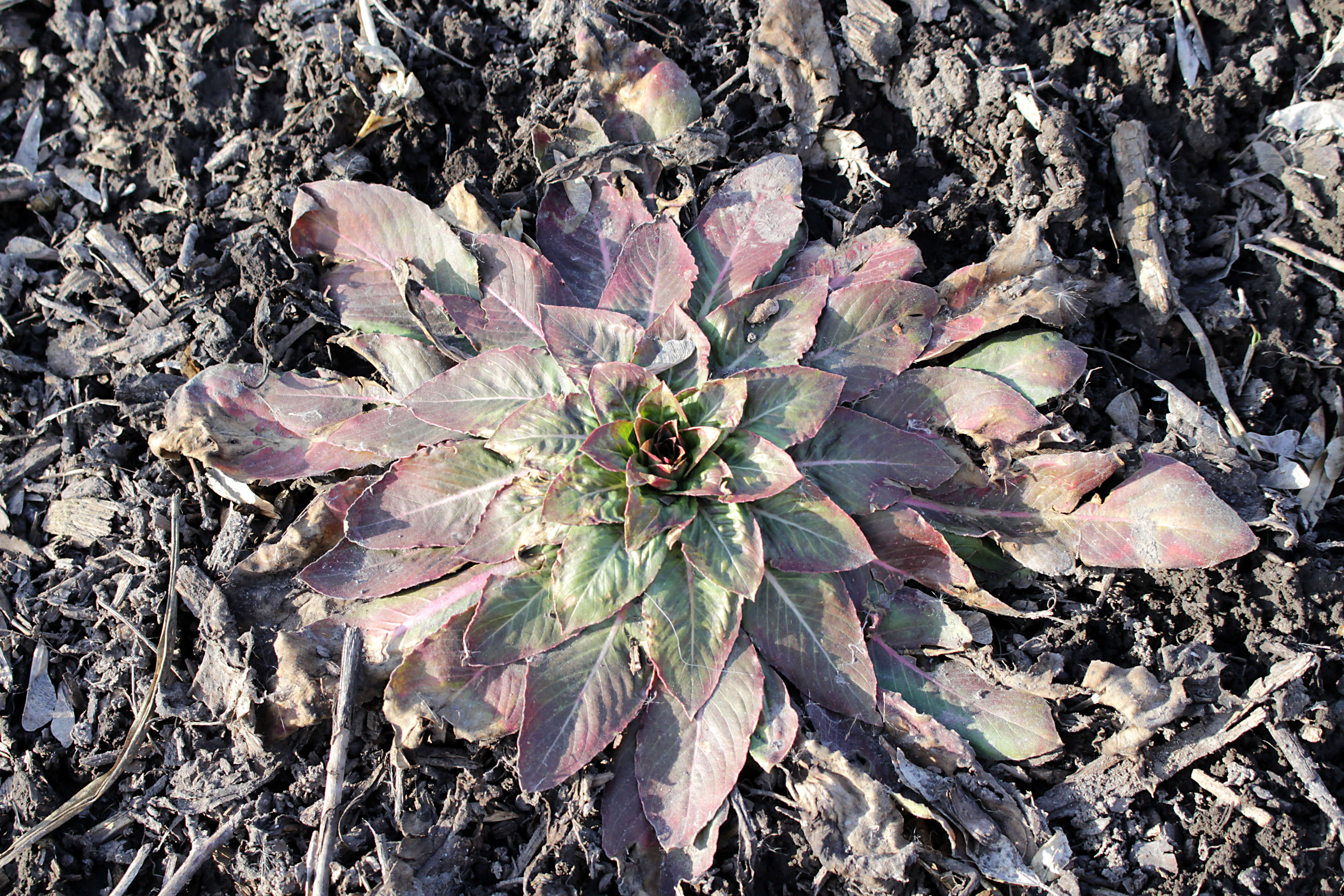 Imagem de Oenothera elata subsp. hirsutissima (A. Gray ex S. Wats.) W. Dietrich