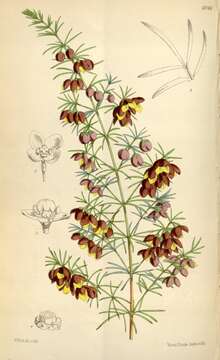 Image of sweet boronia