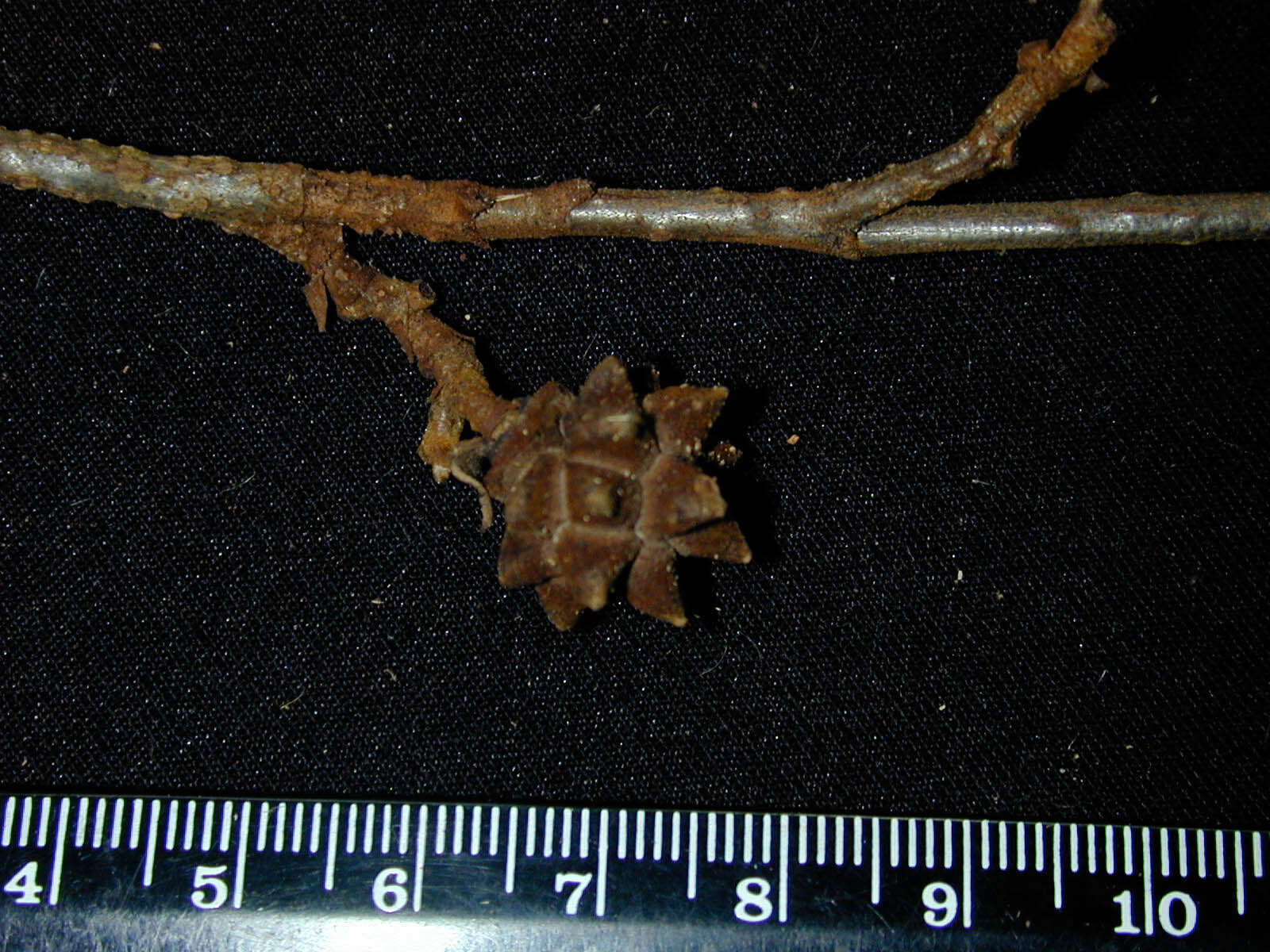 Image of Duguetia flagellaris Huber