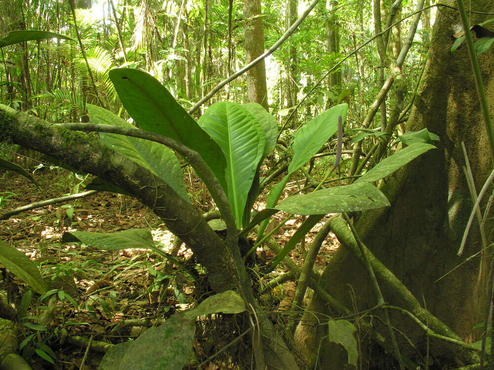 Image of Anthurium hacumense Engl.