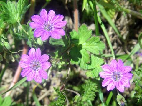 Image of hedgerow geranium