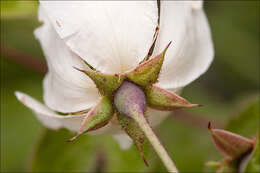 Image of evergreen rose