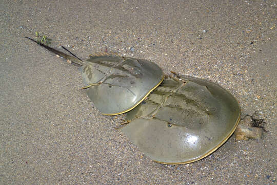 Image of Horseshoe Crab