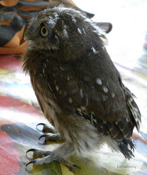 Image of Ferruginous Pygmy Owl