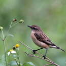 Image of Stejneger's Stonechat