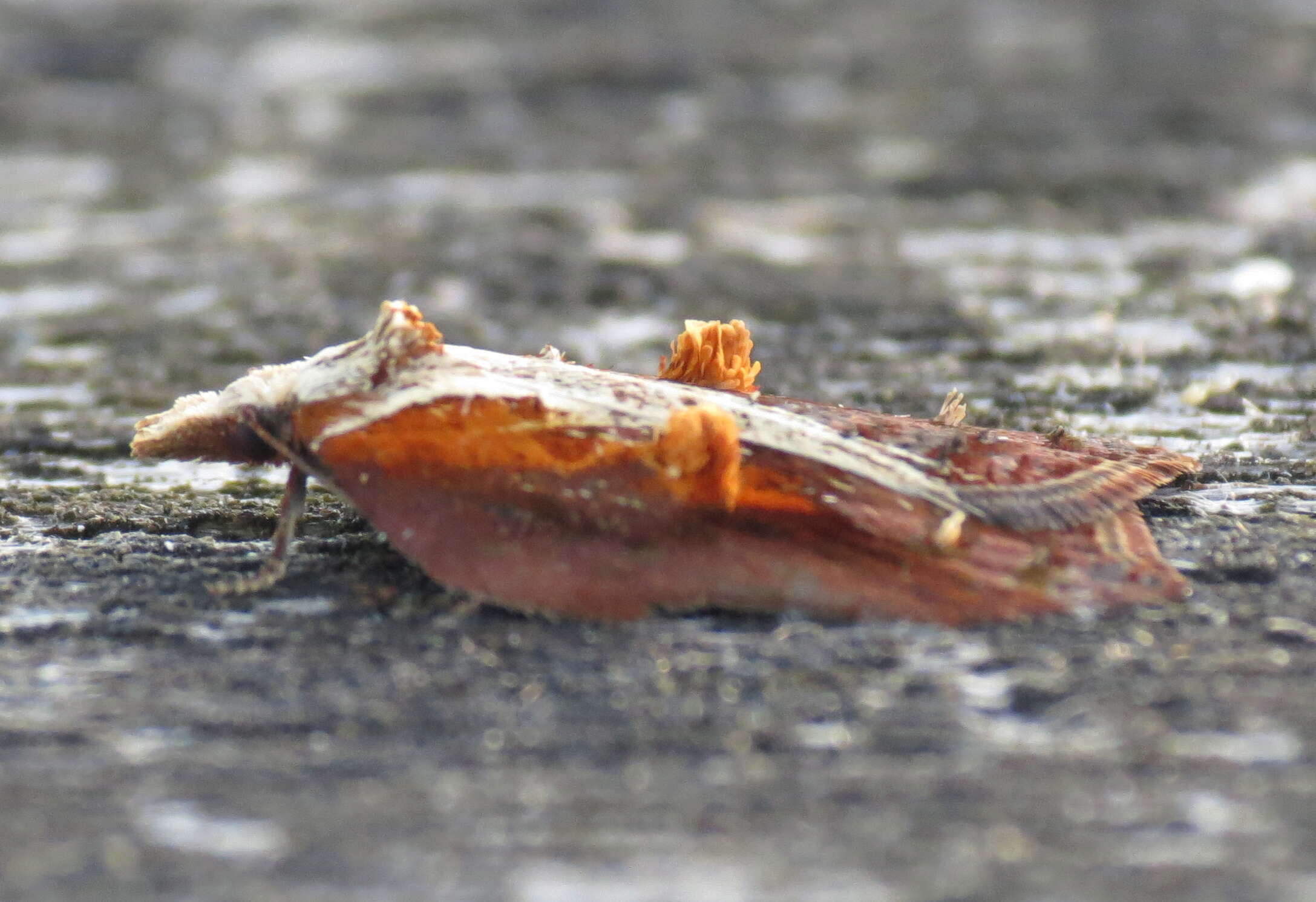 Image of Acleris