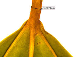 Image of alchorneopsis