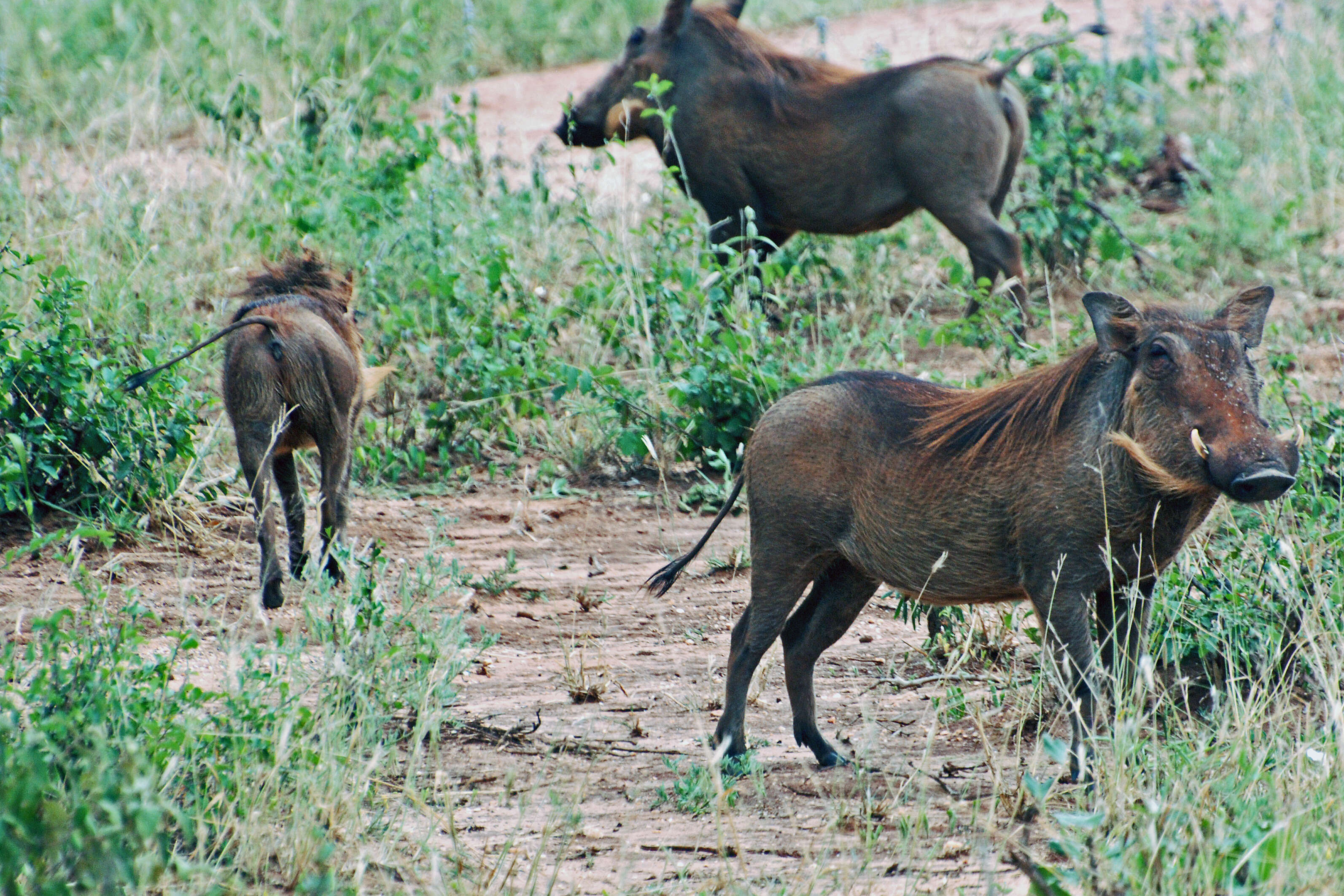 Image of Phacochoerini