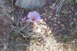 Image of winding mariposa lily