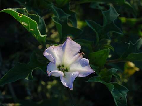 Image de Datura