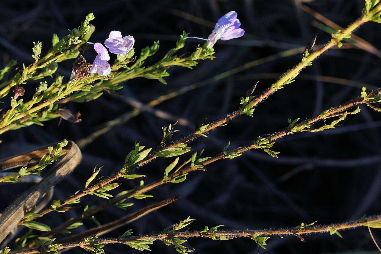 Image of Justicia sarothroides Lindau