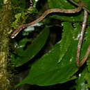 Image of Blunthead Slug Snake