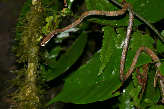 Image of Blunt-head Slug Snake