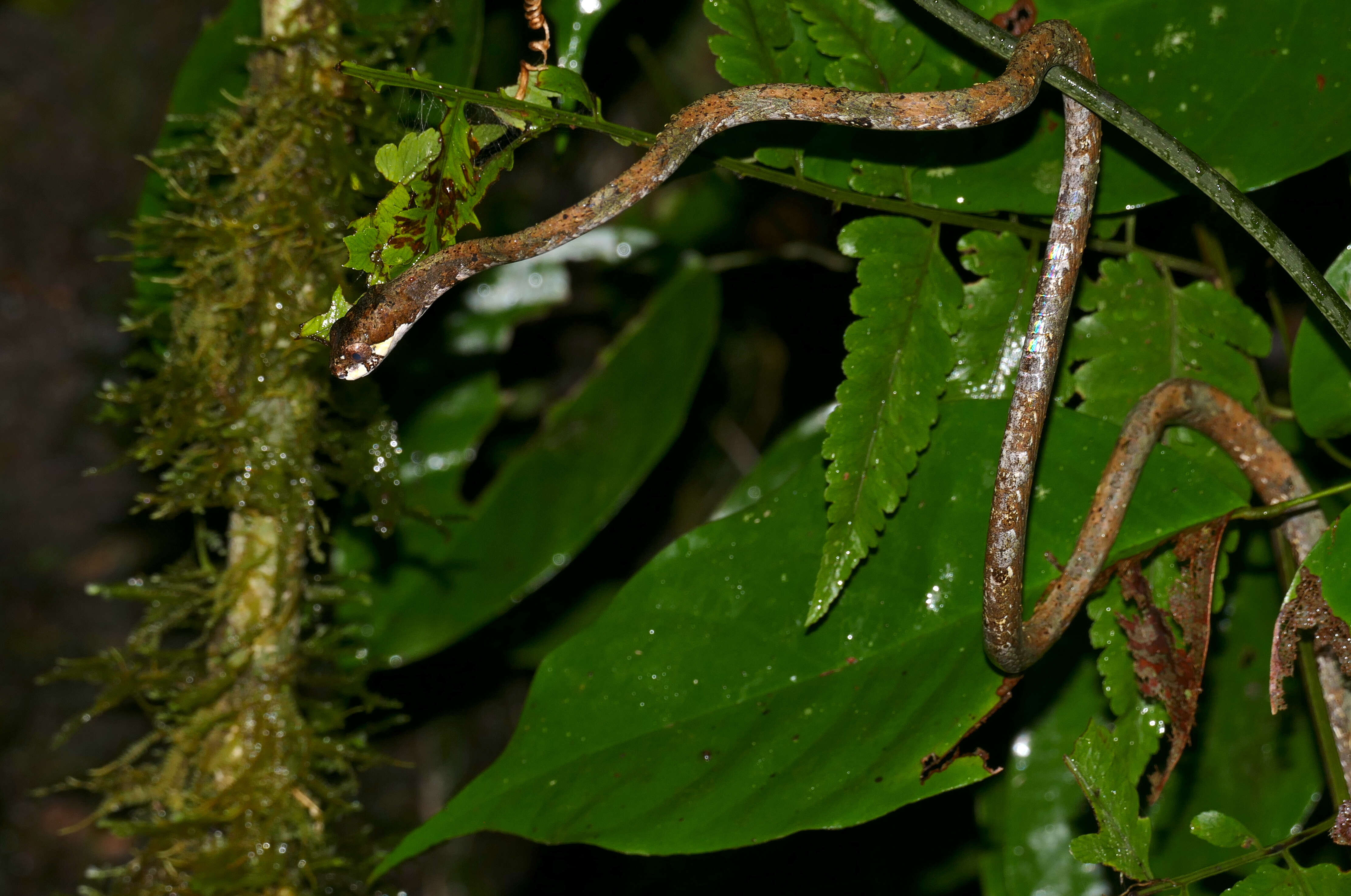 Image of Slug Snakes