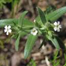Image of redroot cryptantha