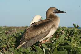 Image of Red-footed Booby