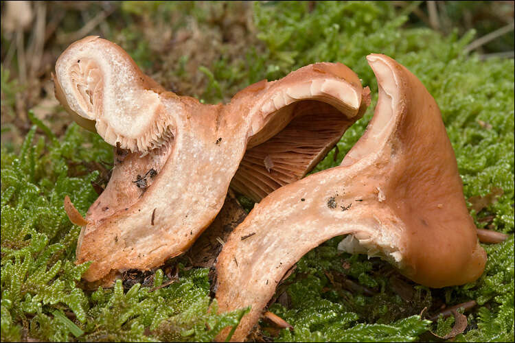 Image of Lactarius fulvissimus Romagn. 1954