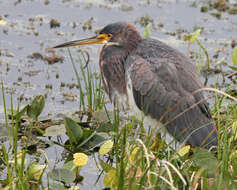 Image of Egretta Forster & T 1817