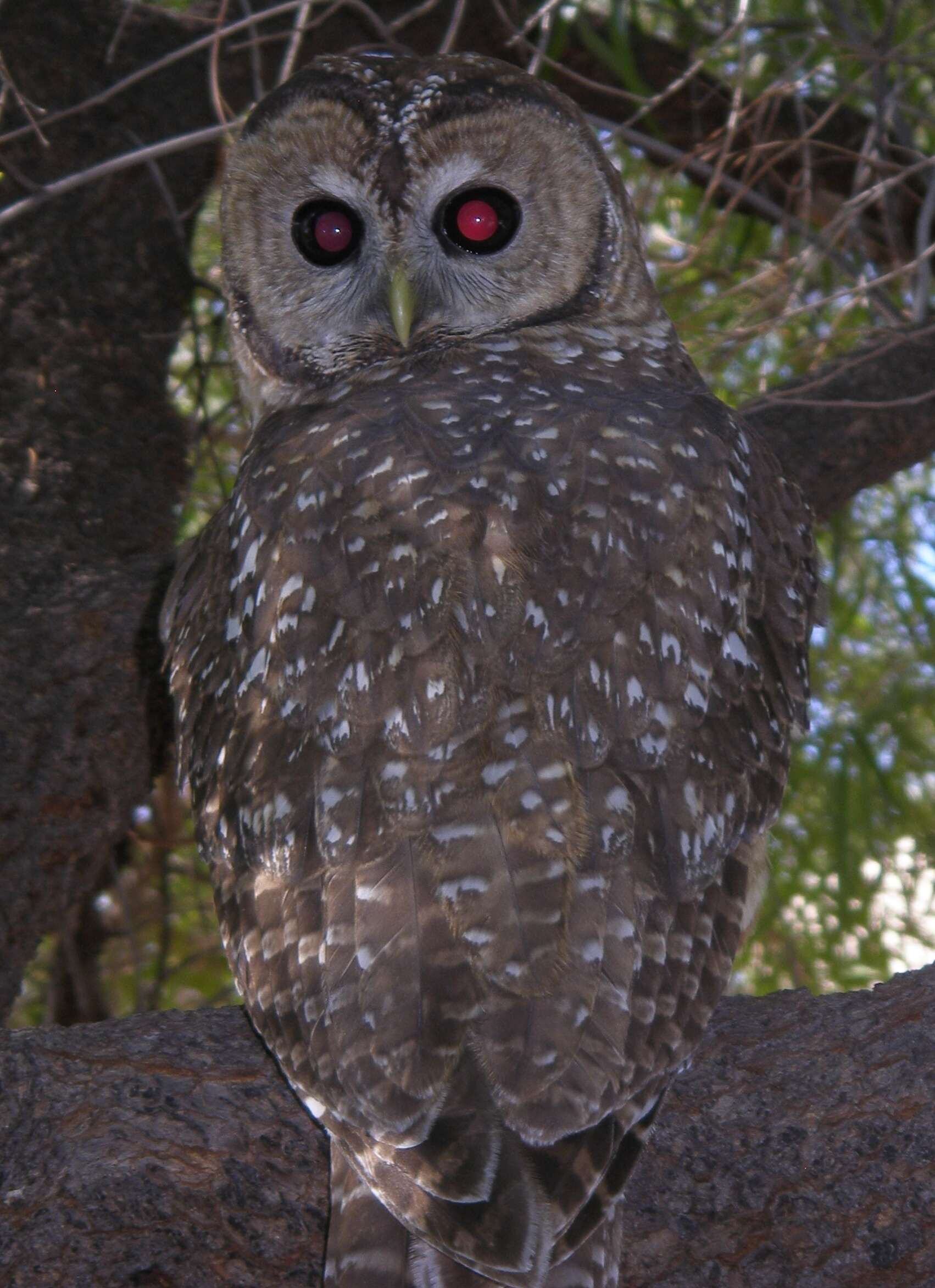 Image of Strix Linnaeus 1758