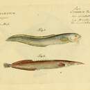Image de Macrognathus aculeatus (Bloch 1786)