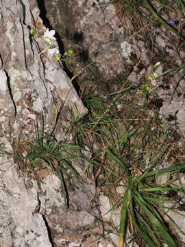 Image of Branched St Bernard's lily