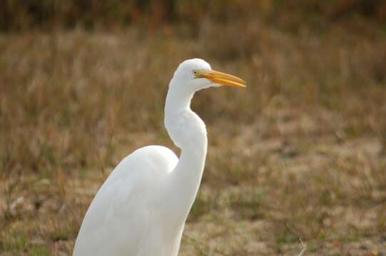 Image of Great Egret