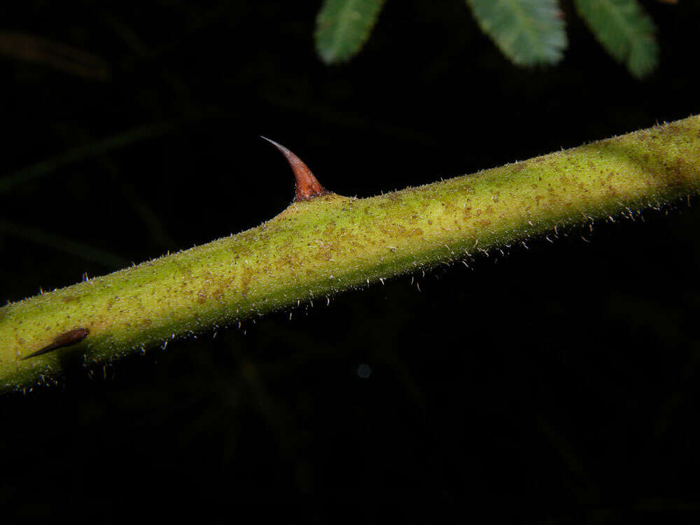 Image of sensitive plant