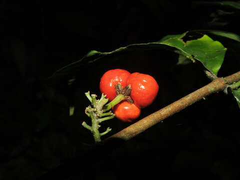 Image of Malpighia albiflora (J. Cuatrec.) J. Cuatrec.