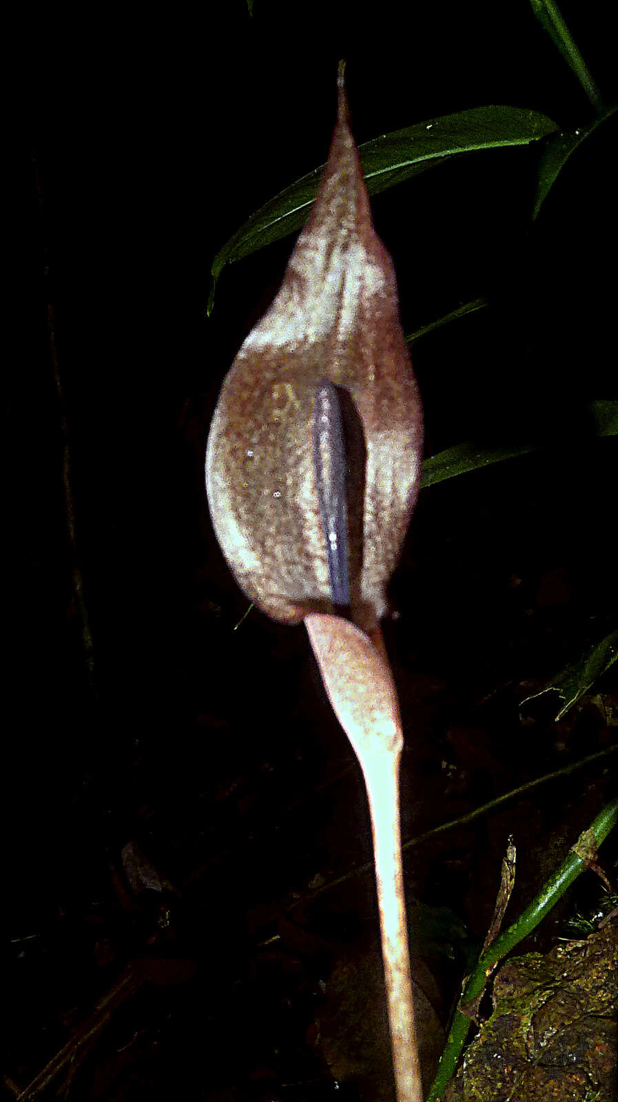 Image of Zomicarpa steigeriana Maxim. ex Schott