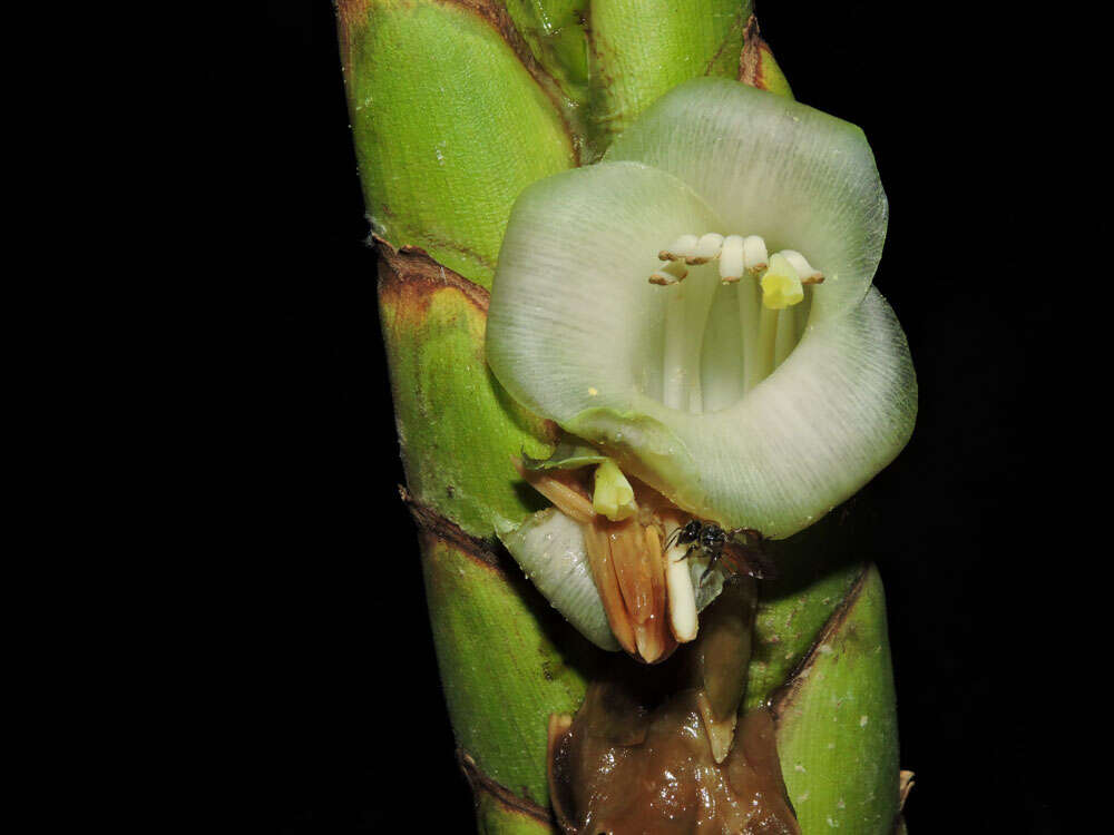 صورة Werauhia gladioliflora (H. Wendl.) J. R. Grant