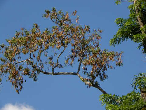 Image de Albizia adinocephala (Donn. Sm.) Record