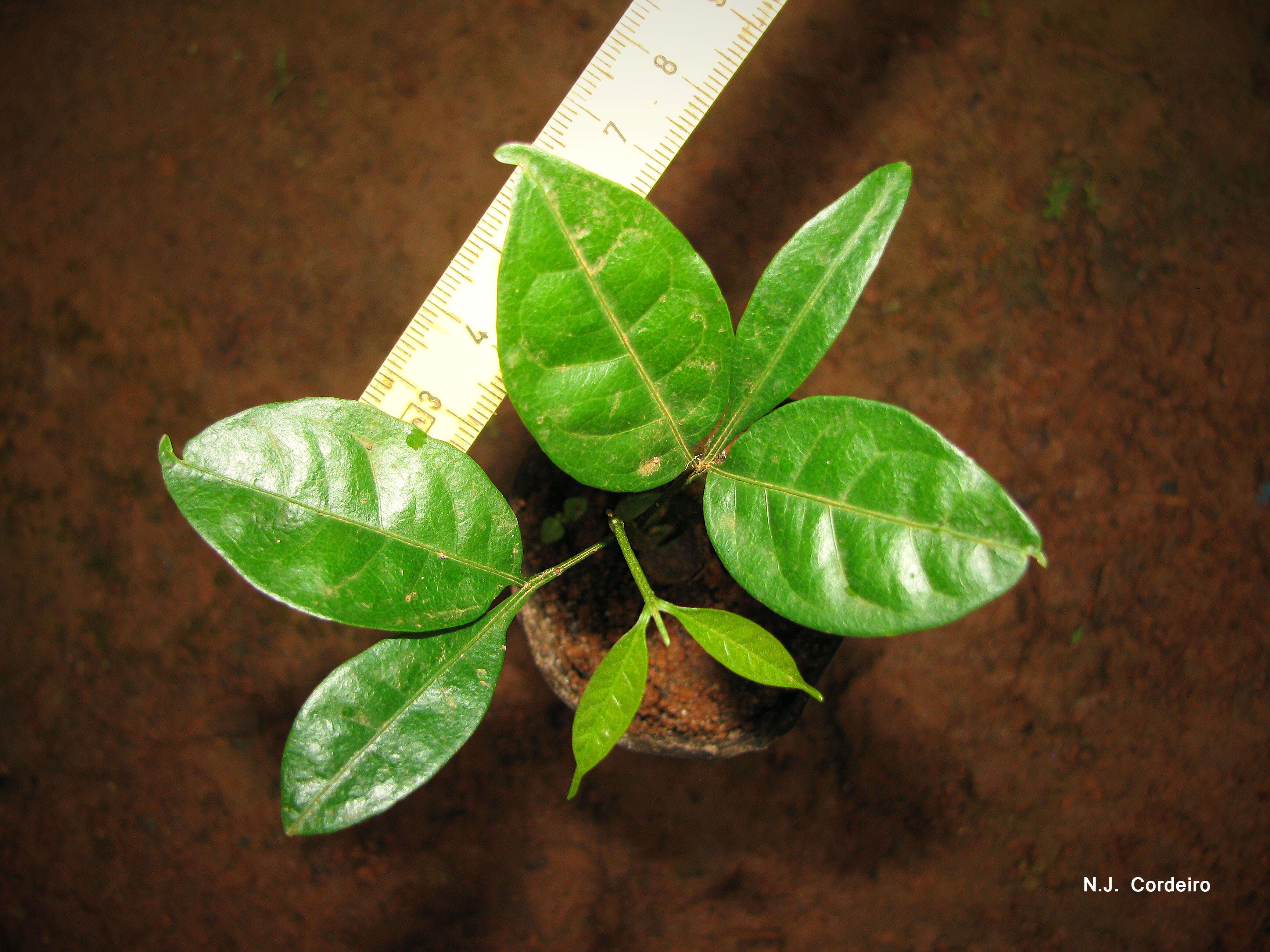 Deinbollia kilimandscharica Taub. resmi