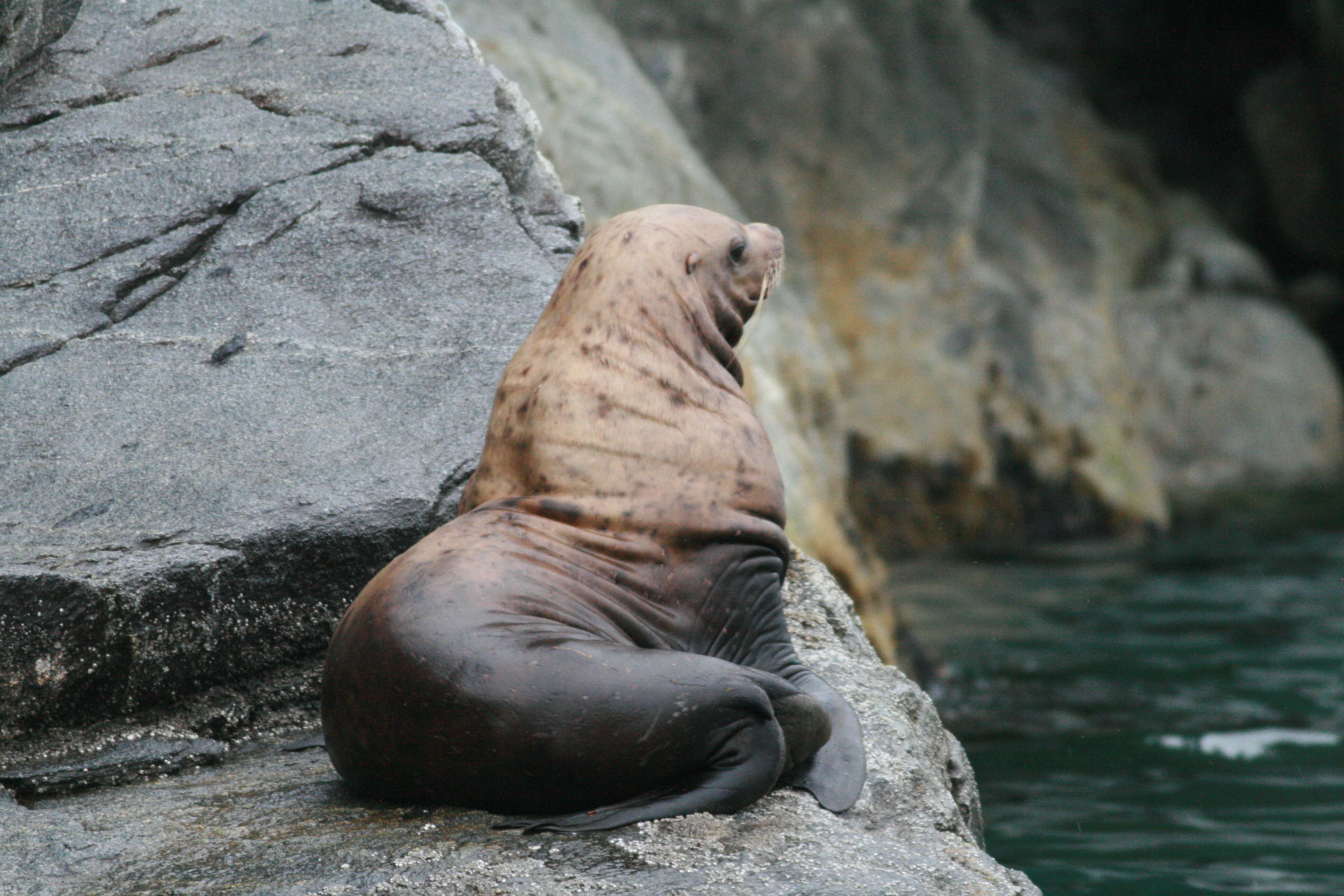 Image of northerns sea lions