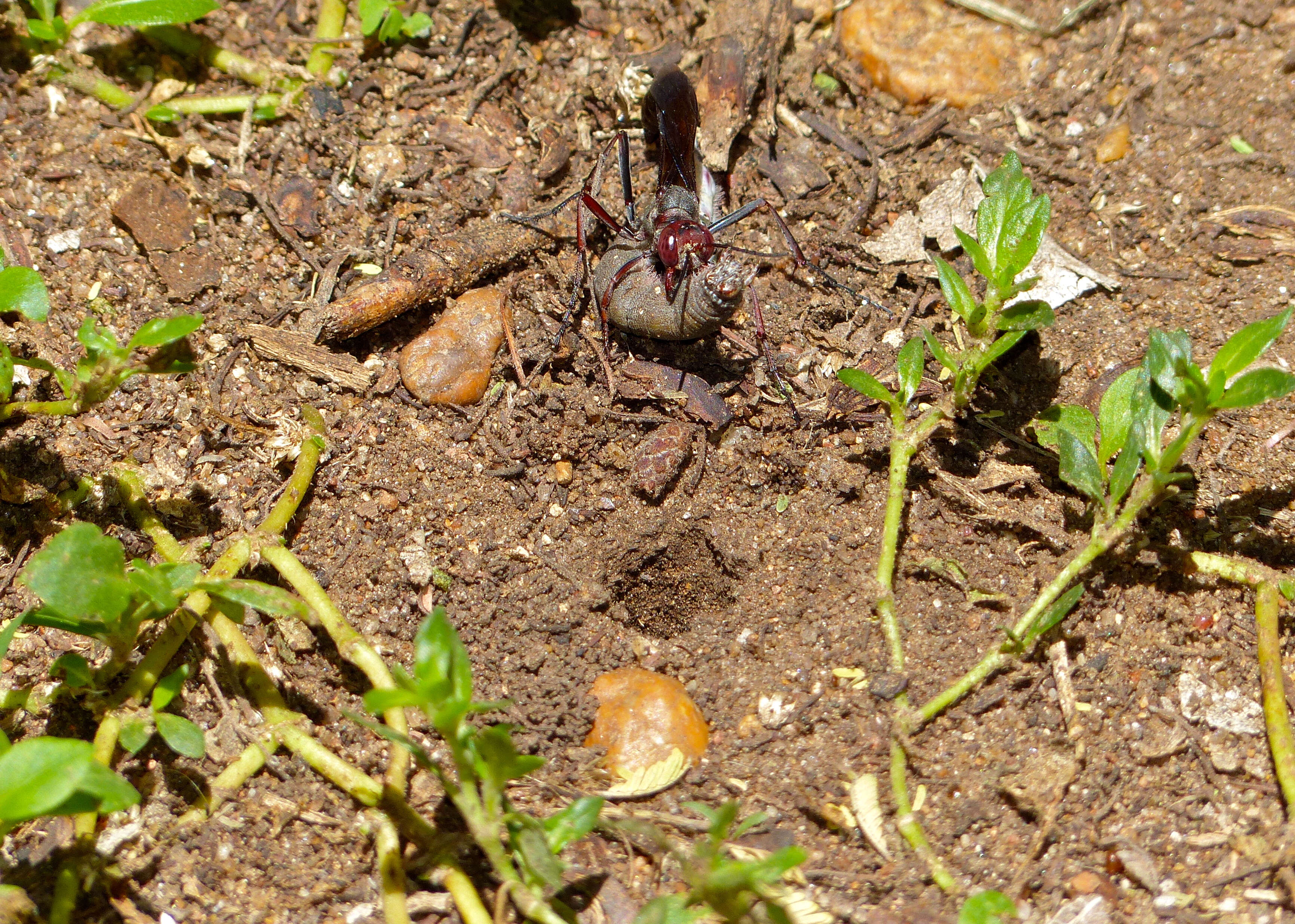 Imagem de Ammophila beniniensis (Palisot de Beauvois 1806)