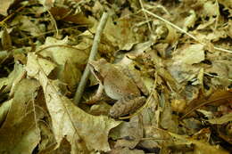 Image of Wood Frog