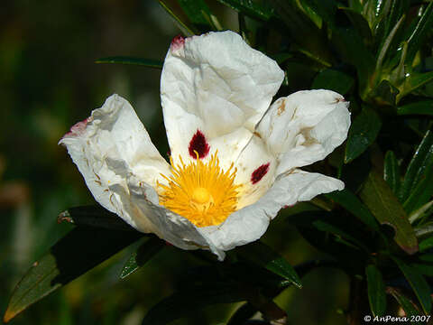 Image of common gum cistus