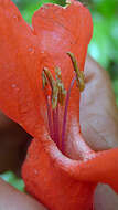 Image of Ruellia affinis (Schrad.) Lindau