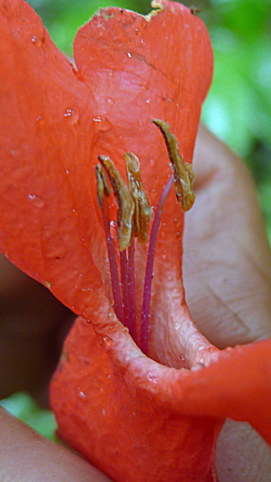 Image of Ruellia affinis (Schrad.) Lindau