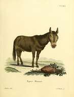Image of Equus hinnus