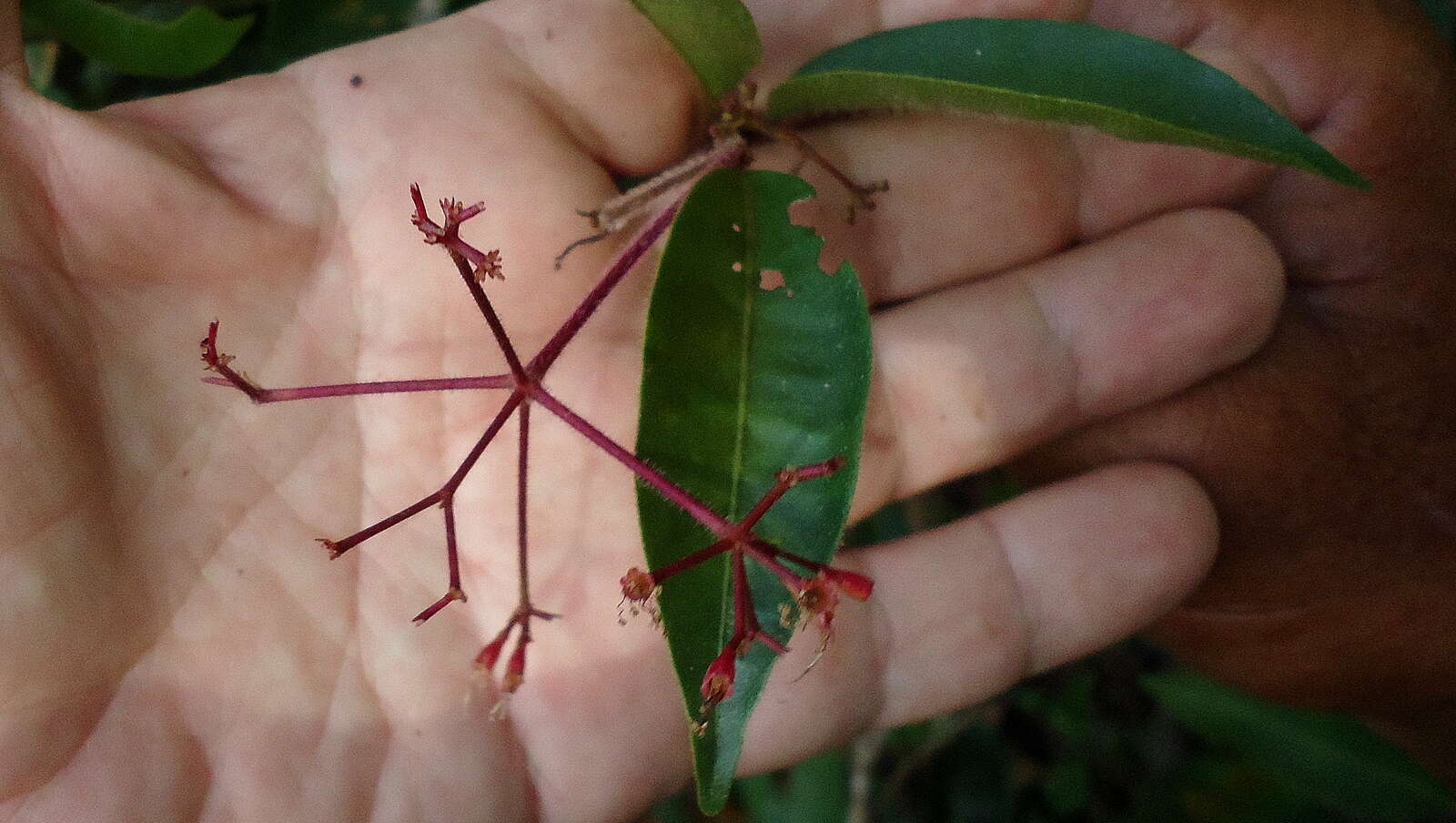 Image of Nyctagynaceae