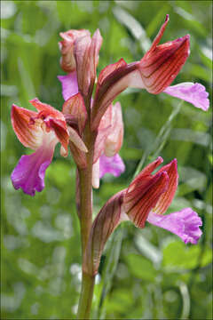 Image of Butterfly orchid