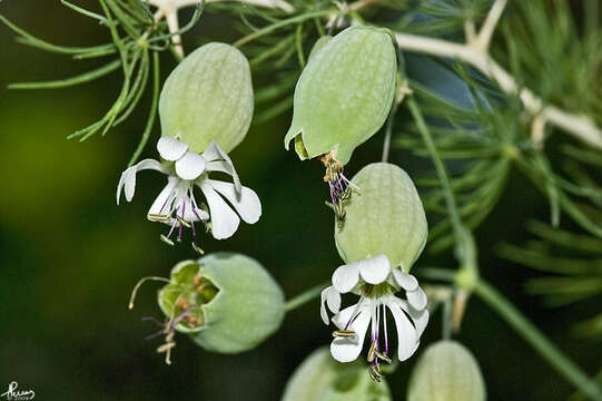 Image of Catchfly